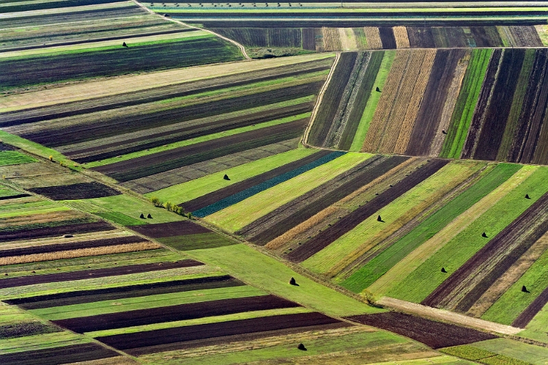 Claudiu Szabo - Tractorul și Varza.jpg